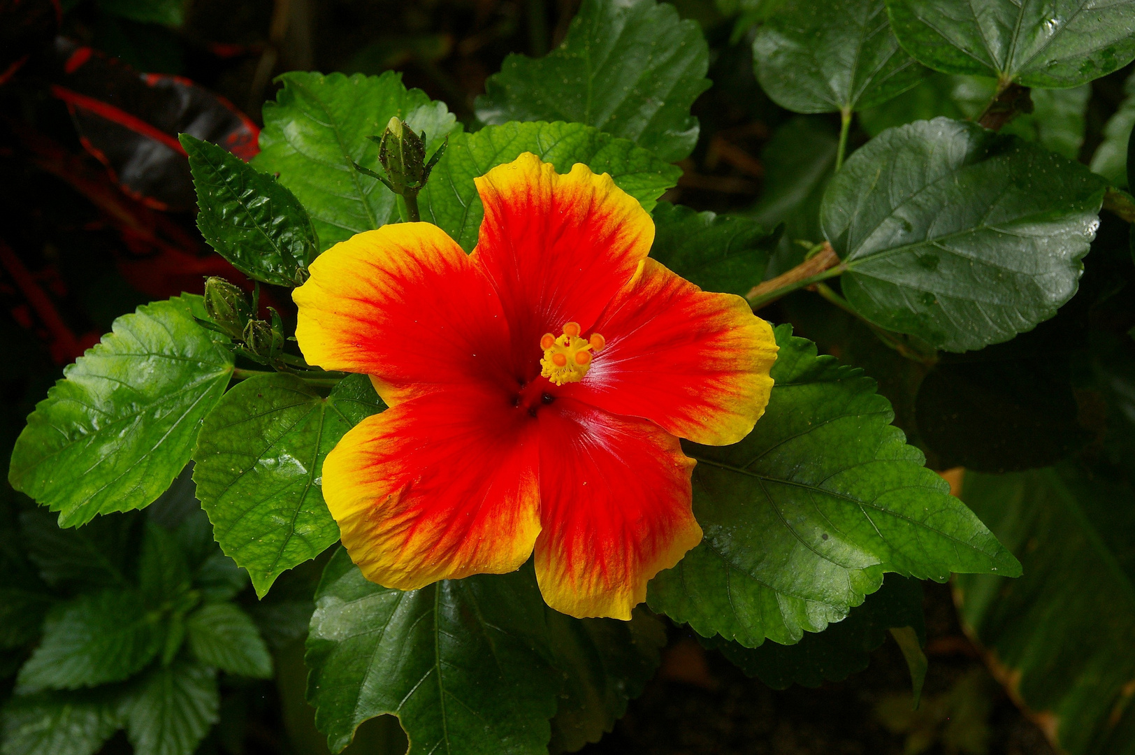 une fleur pour toi