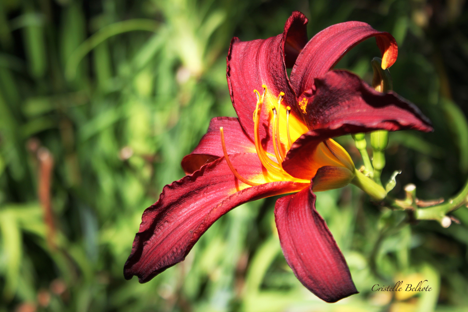 Une fleur pour un jour...