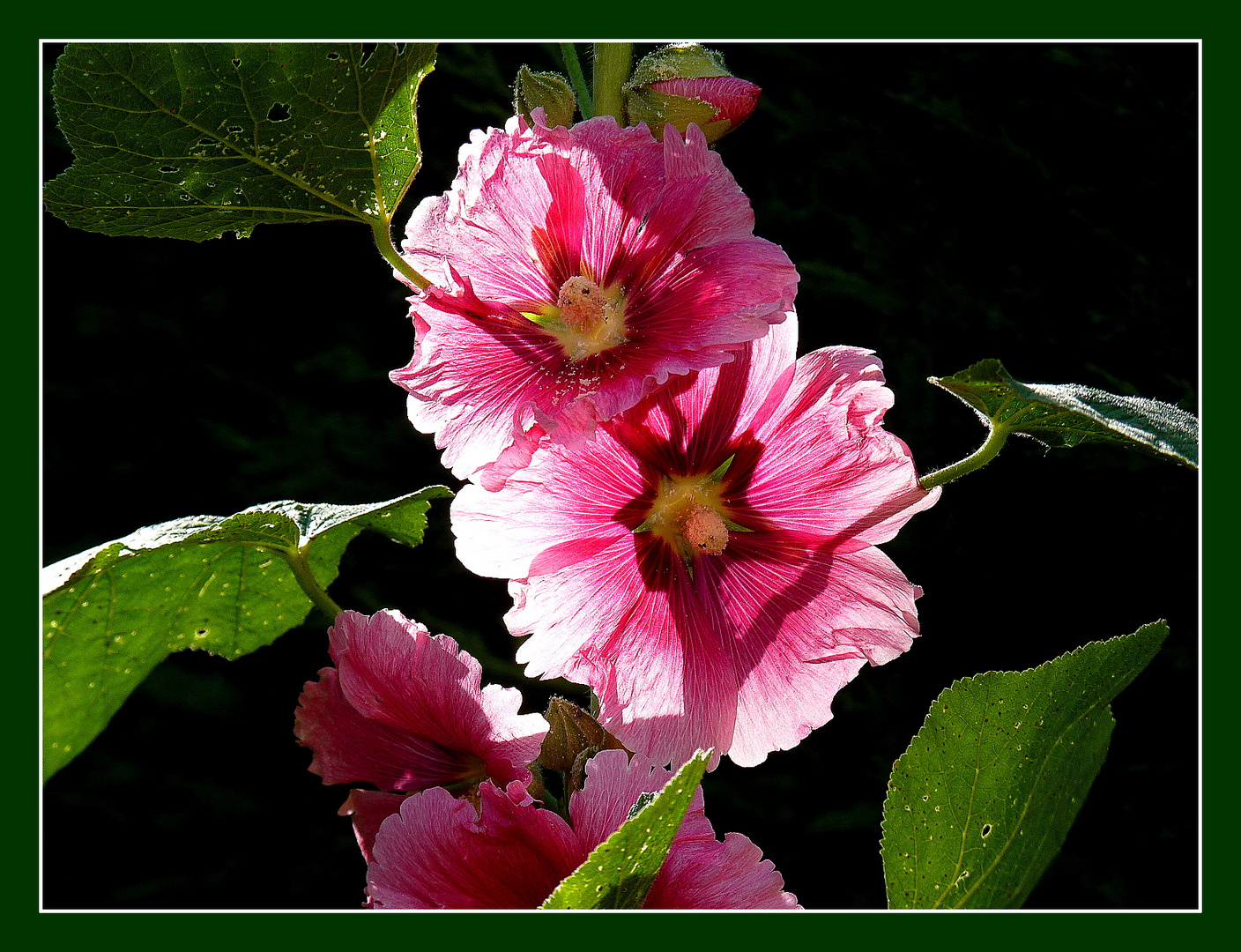 UNE FLEUR POUR VOUS 