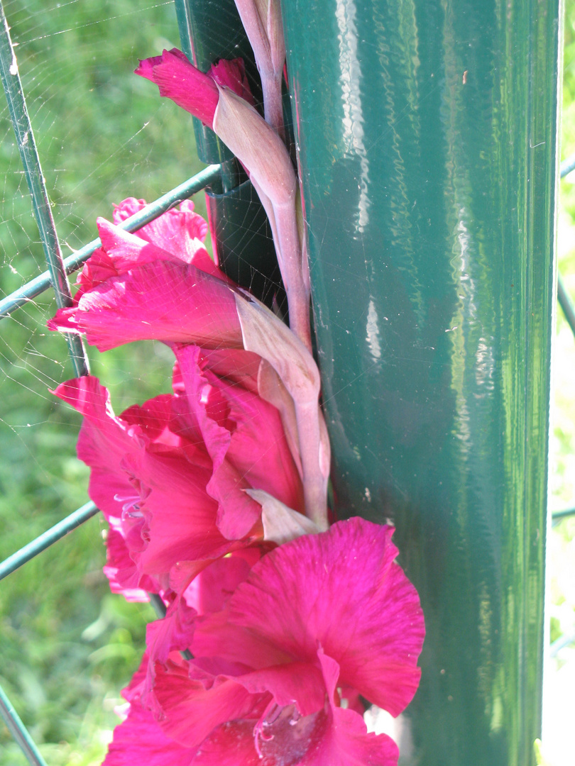 une fleur prise dans une toile...