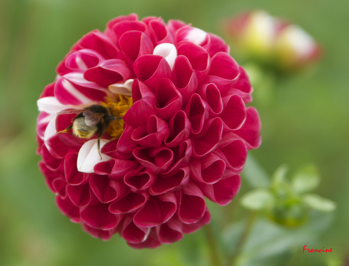 Une fleur qui respire le soleil ...