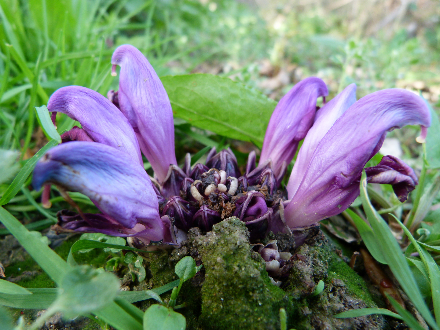 une fleur rose