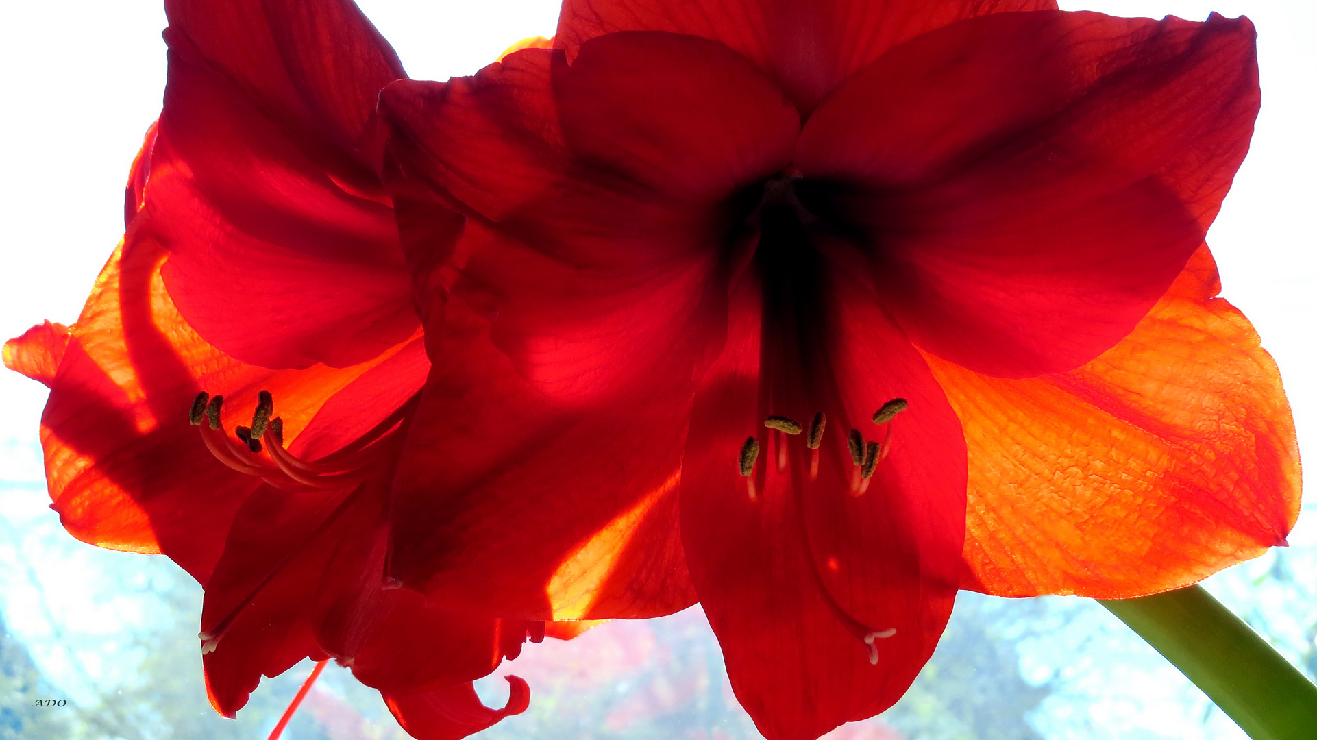 une fleur rouge pour lundi