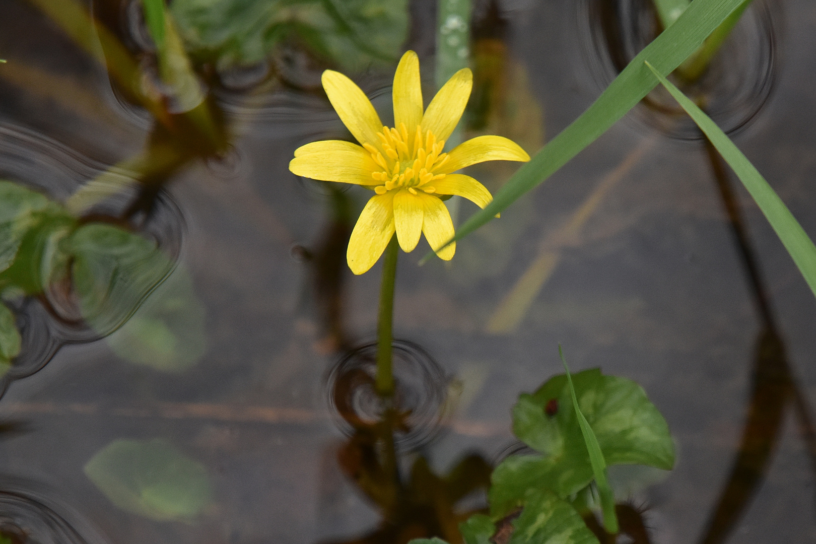 Une fleur sauvage