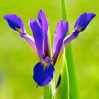 Une fleur spectaculaire, l'iris réticulé ...
