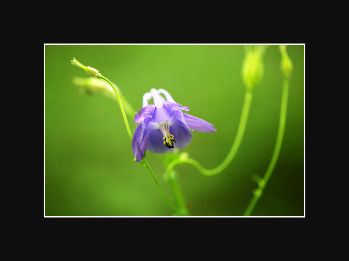 Une fleur sur ma route