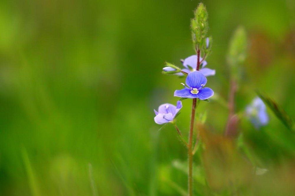 une fleur, tout simplement