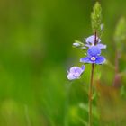 une fleur, tout simplement