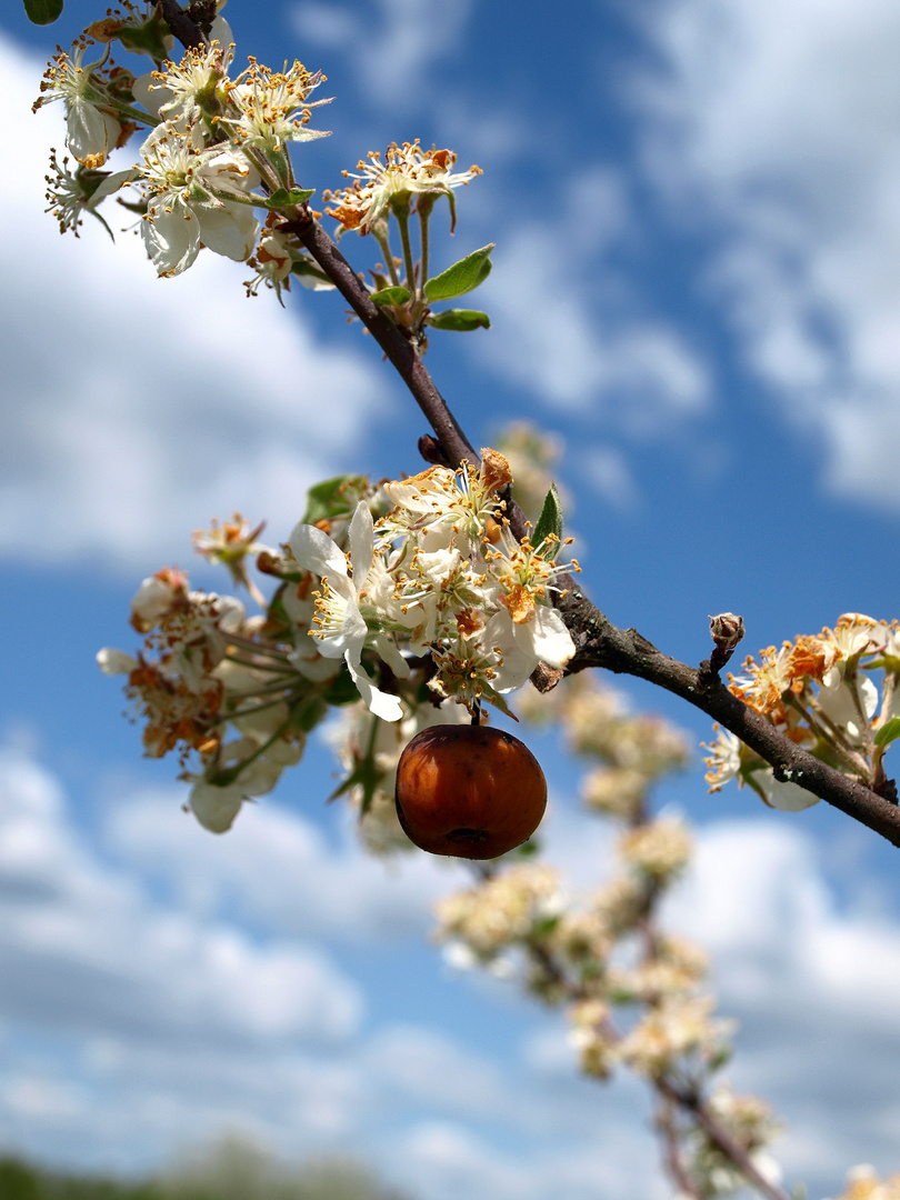 Une Fleur , une pomme