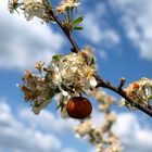 Une Fleur , une pomme