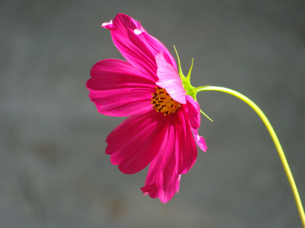 une fleur, une vie sur terre