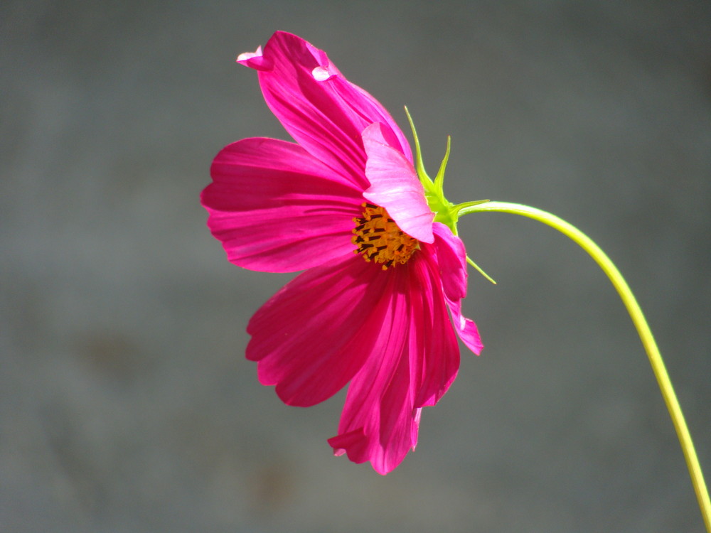 une fleur, une vie sur terre de steph1602 