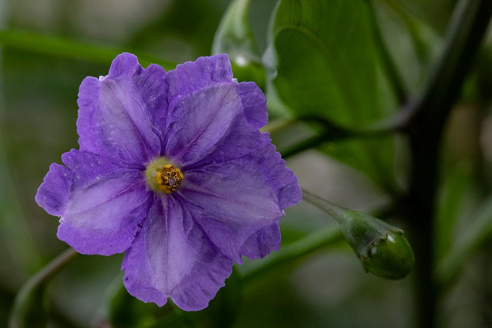  Une fleur violette .