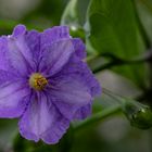  Une fleur violette .