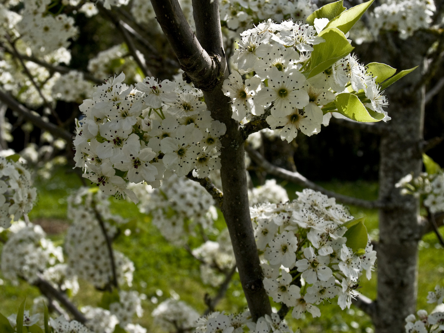 Une floraison prometteuse