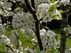 Une floraison prometteuse