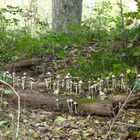 Une forêt de champignons !