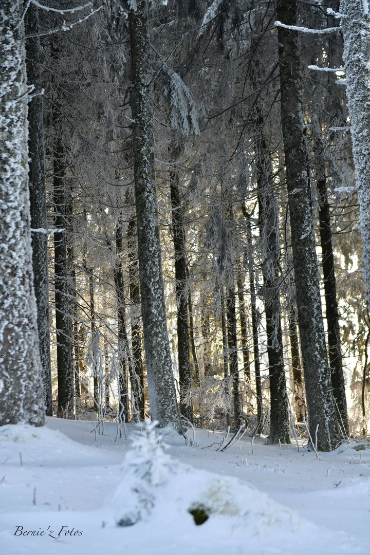 Une forêt de lumière