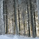 Une forêt de lumière