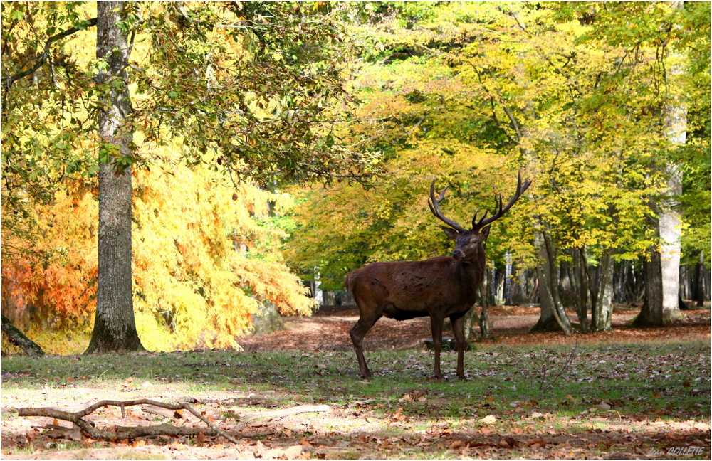 "Une forêt en or pour son Roi."