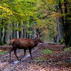 " Une forêt en or pour son roi "