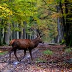 " Une forêt en or pour son roi "