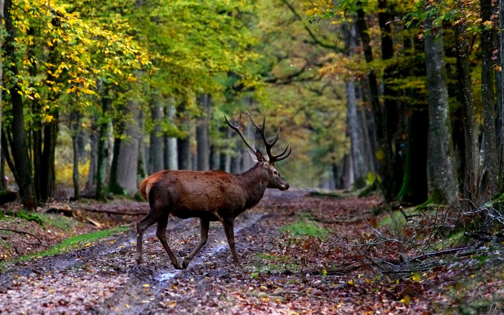 " Une forêt en or pour son roi "