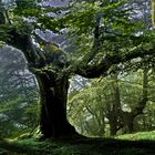 une forêt magique