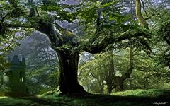 une forêt magique