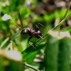 Une fourmi qui prends la pose...