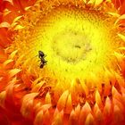 une fourmi sur une fleur d’orange