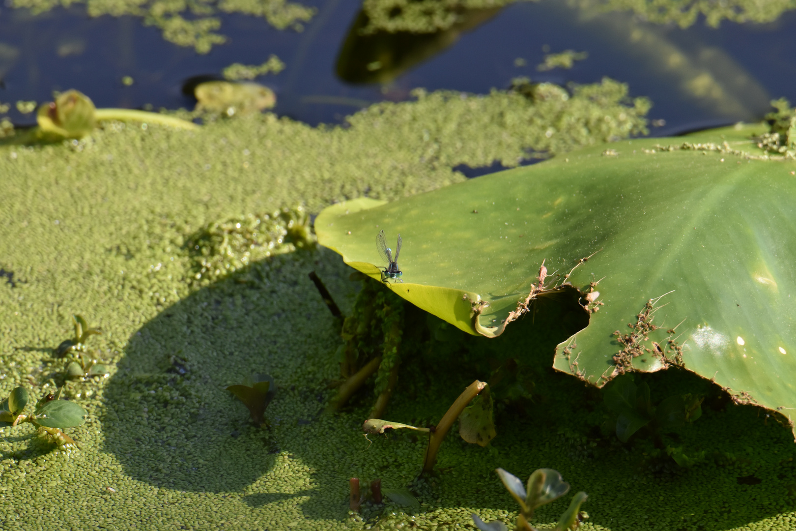 Une goutte de curaçao dans un vert d'eau