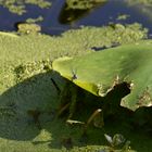 Une goutte de curaçao dans un vert d'eau