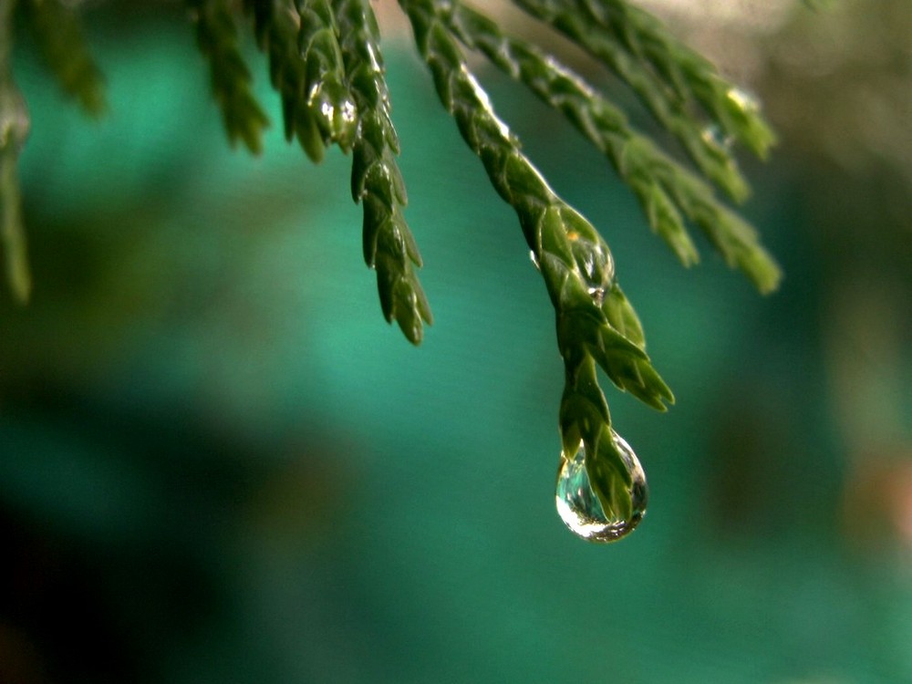 Une goutte de cyprès