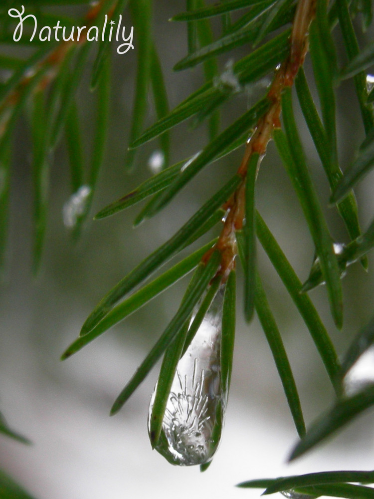 Une goutte gelée