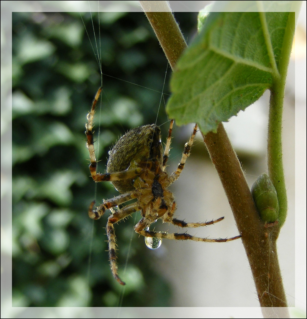 UNE GOUTTE ( Pour Chantal )