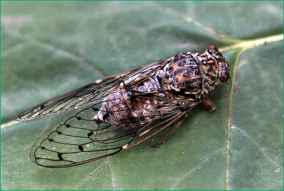 une grande cigale ou cicada orni.