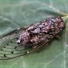 une grande cigale ou cicada orni.