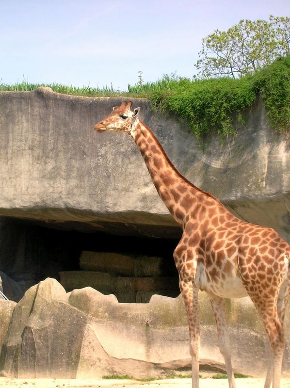 Une grande girafe