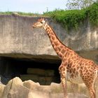 Une grande girafe