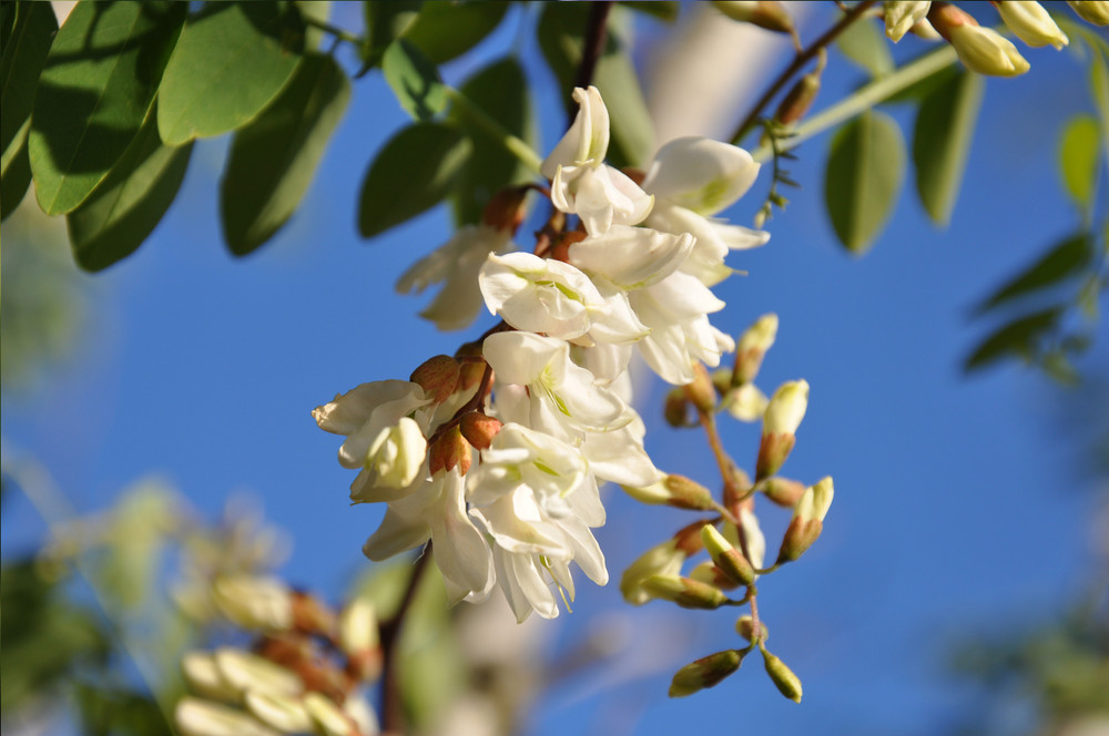 Une grappe de fleurs