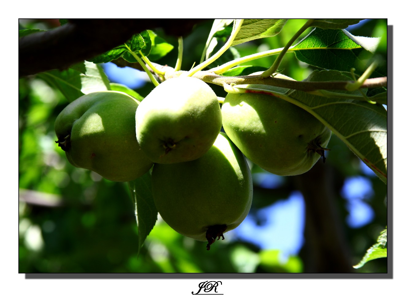 Une grappe de pommes !!!