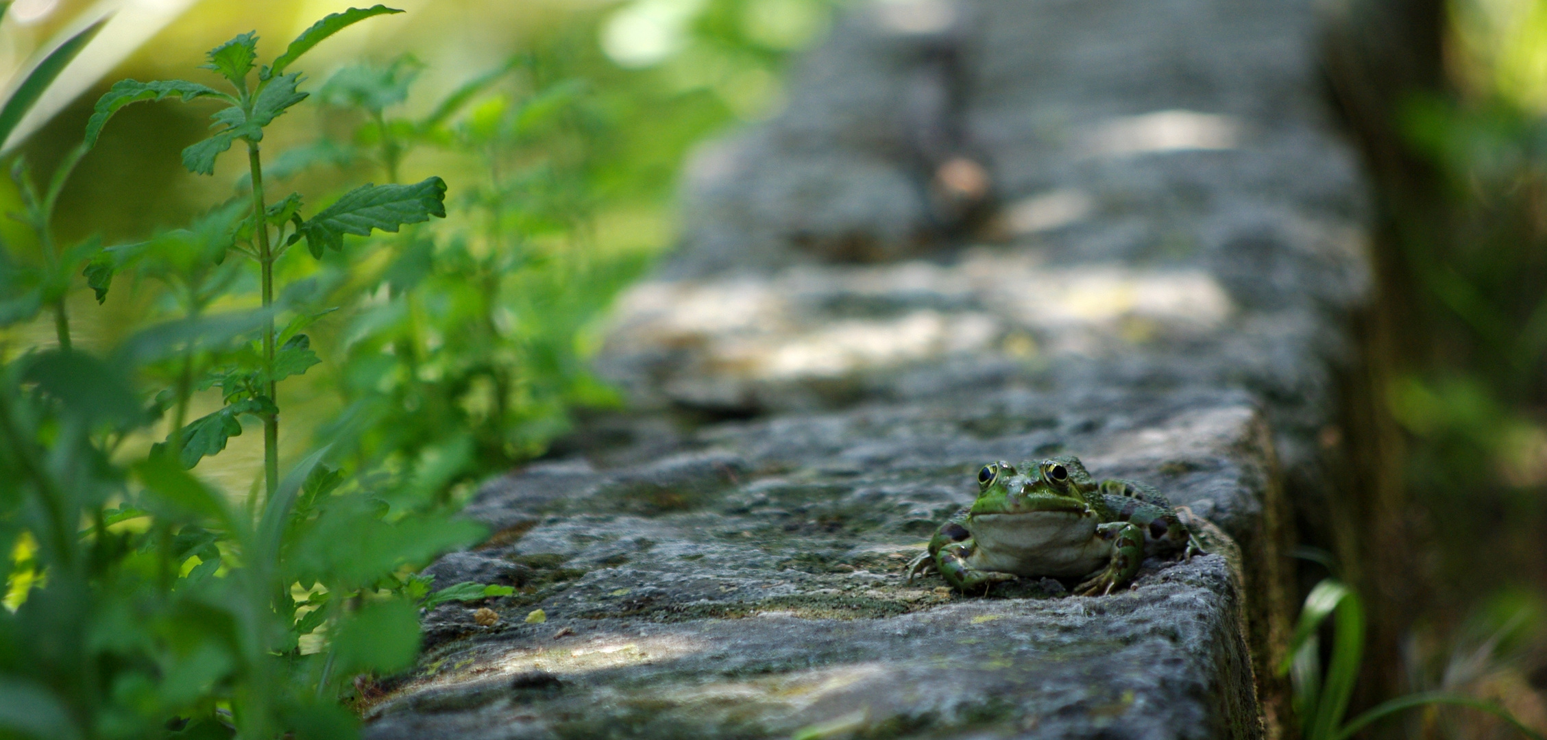 une grenouille peu farouche