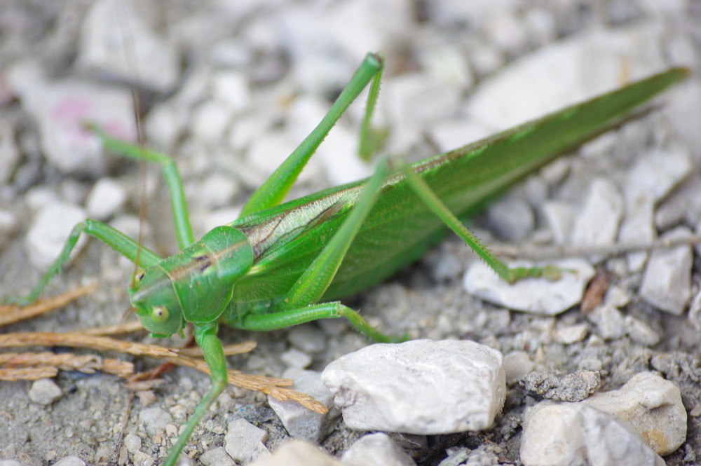 une grosse bebette de 9 cm