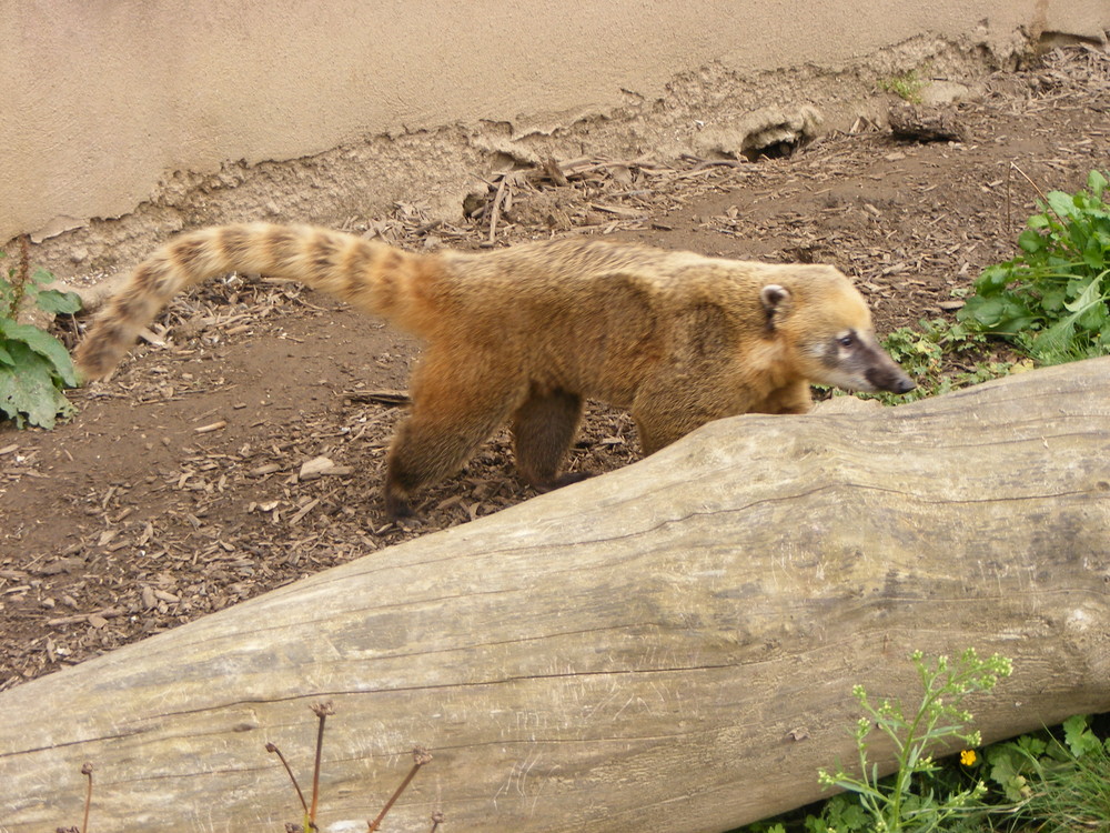 Une grosse béte