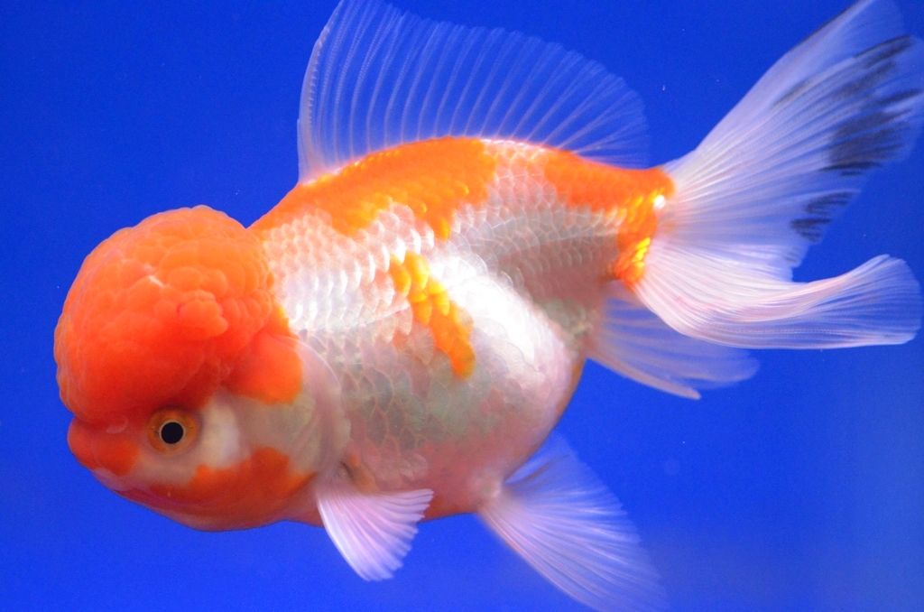 Une grosse bosse pour le petit poisson! photo et image animaux, poissons mollusques +crustacés