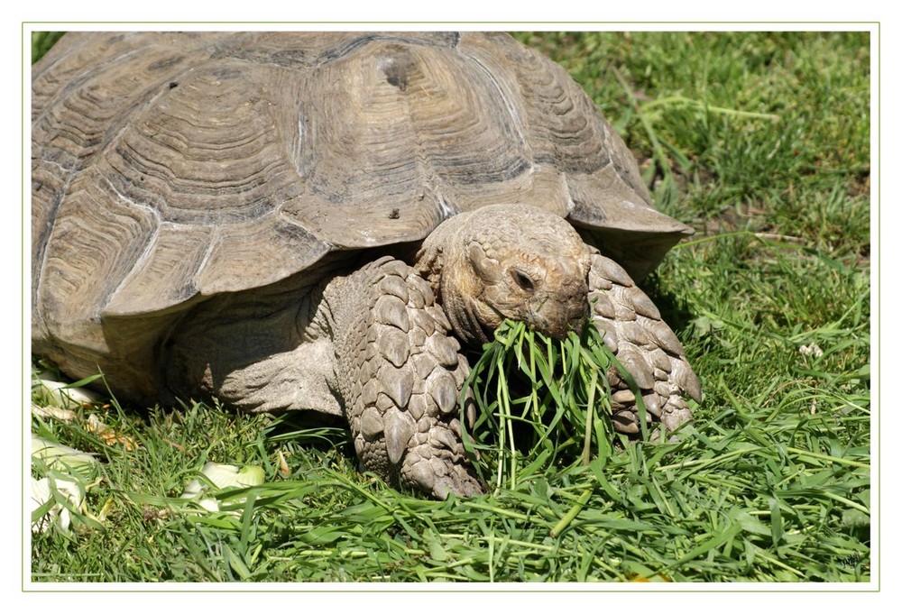 une grosse faim !!!!!!!!