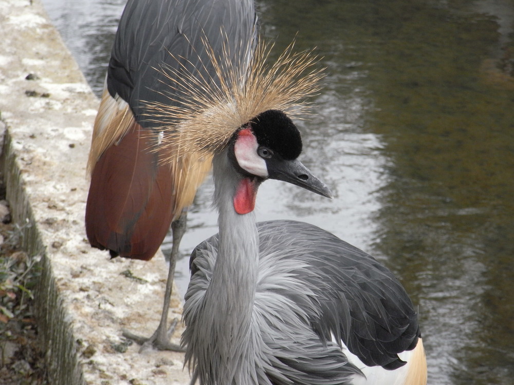 une grue......