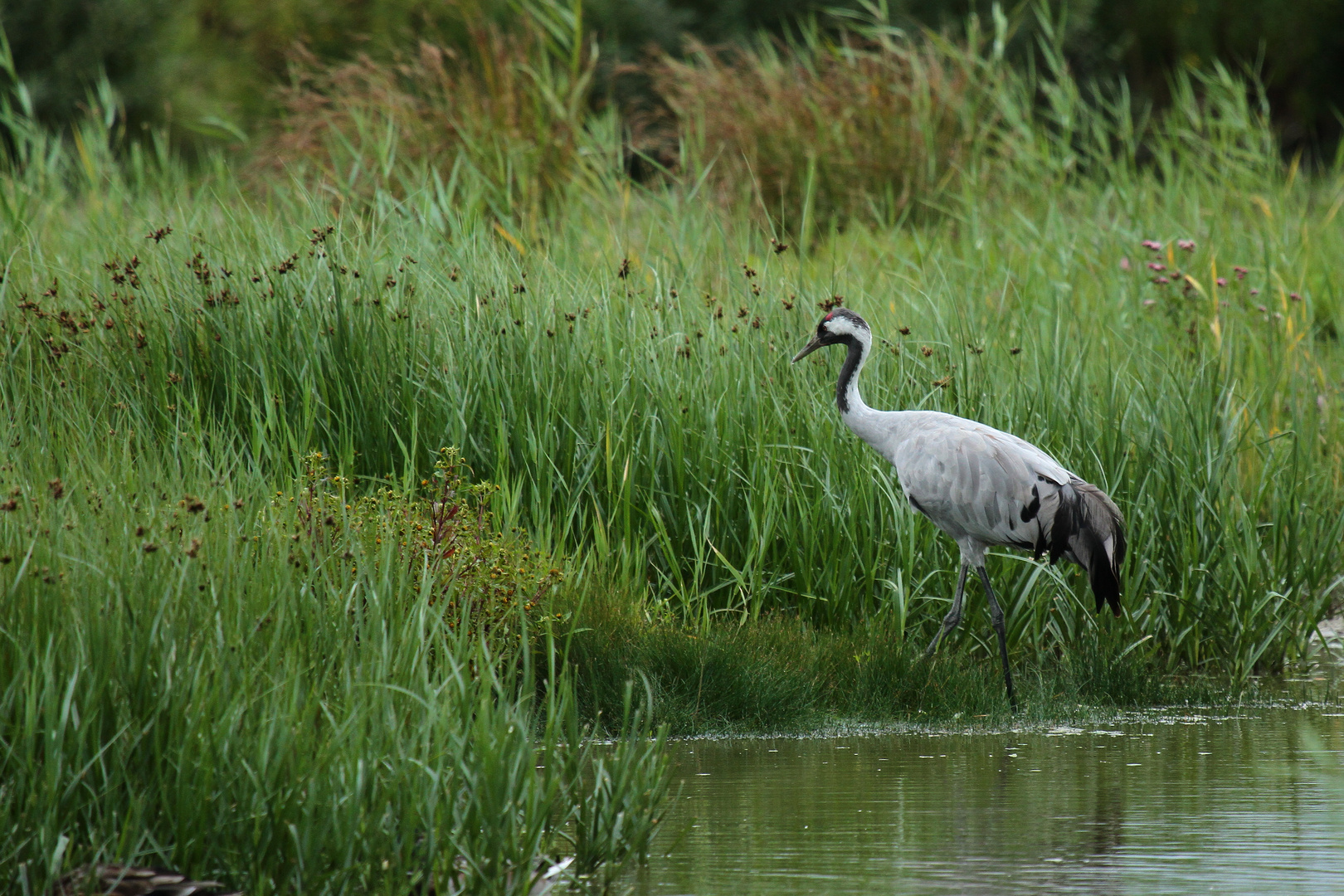 une Grue en Baie de Somme