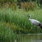 une Grue en Baie de Somme